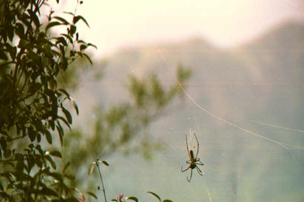 I met a huge spider, a stick insect and a snake along the way